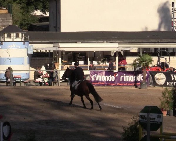 Reitturnier Siegen 2019