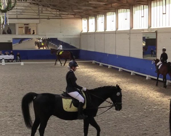 Reitturnier Pforzheim 2019