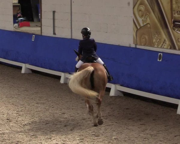 Reitturnier Pforzheim 2019