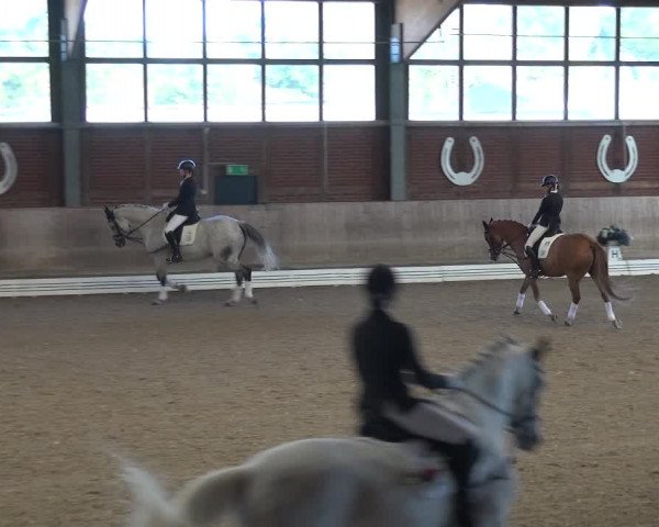 Reitturnier Köln-Leverkusen 2019