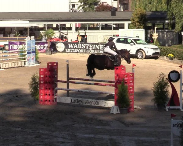 Reitturnier Siegen 2019