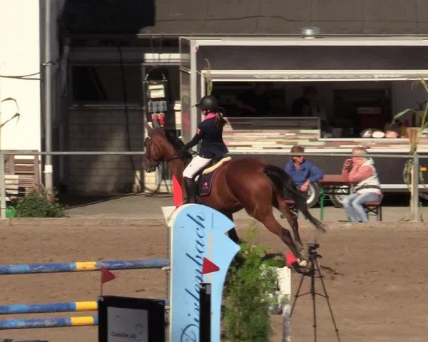 Reitturnier Siegen 2019