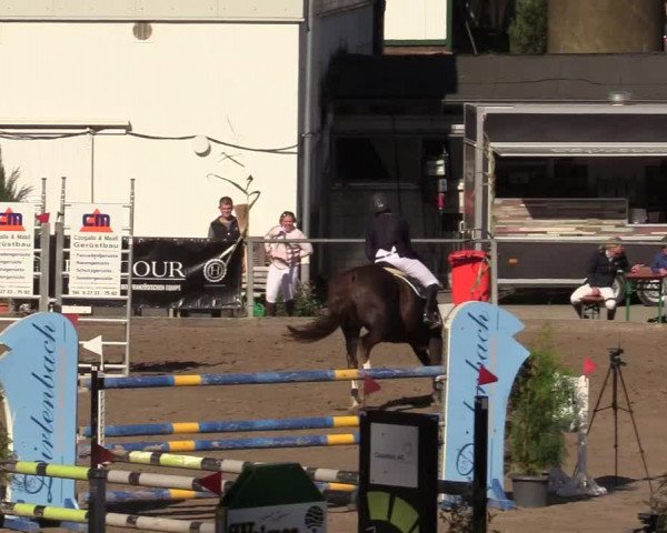 Reitturnier Siegen 2019