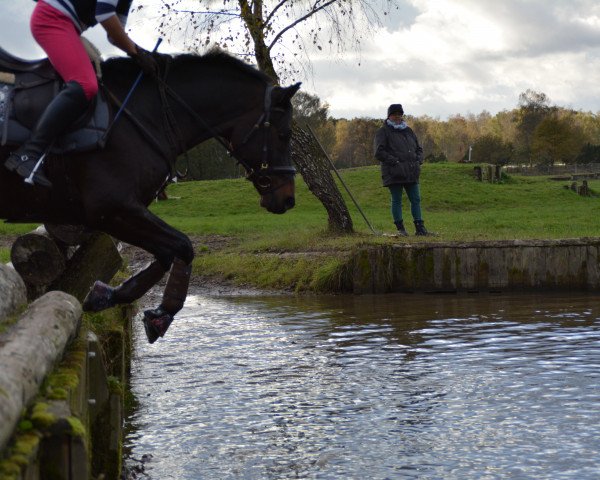 jumper Davidoff (German Riding Pony, 2002, from Donatelli) jumper Davidoff (German Riding Pony, 2002, from Donatelli)