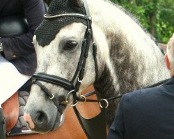 Springpferd Campino Burme (Hannoveraner, 2010, von Cornado NRW)