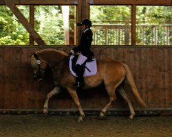Dressurpferd Benny NR (Haflinger, 2011, von Belarex)