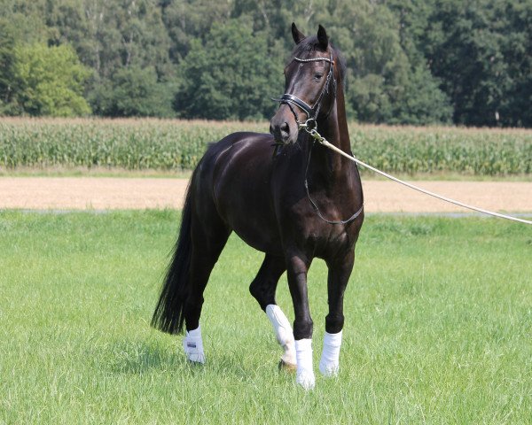 Dressurpferd Lincoln 123 (Holsteiner, 2007, von Lorentin I)