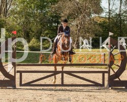 jumper Loredana 29 (Oldenburg, 2008, from Loredano 2)