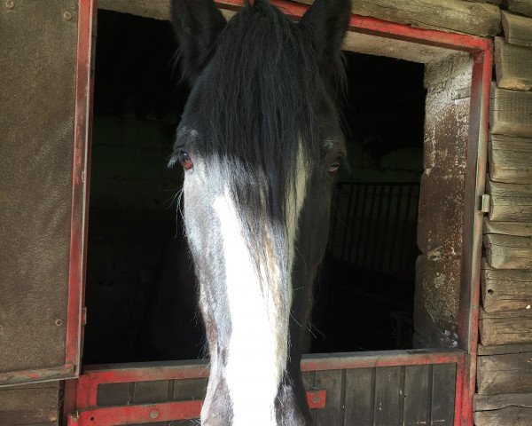 horse Lukas (Shire, 1989, from Snelson Buscot)