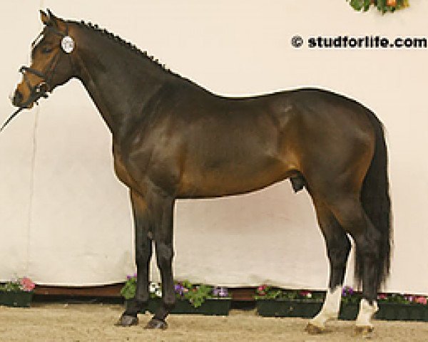 Deckhengst Qody de St Aubert (Selle Français, 2004, von Fidji du Fleury) Deckhengst Qody de St Aubert (Selle Français, 2004, von Fidji du Fleury)