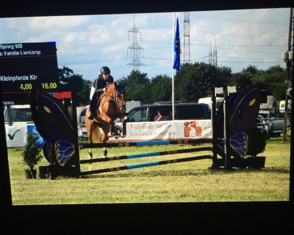jumper Dalino Bailador (German Riding Pony, 2004, from Donchester)