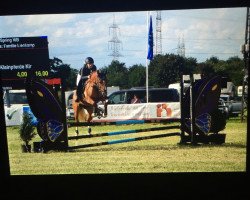 jumper Dalino Bailador (German Riding Pony, 2004, from Donchester)