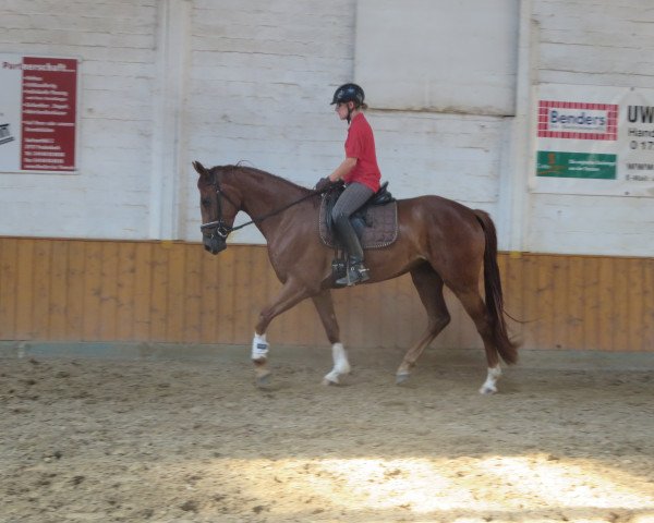 horse Finest Donnerhall (Hanoverian, 2013, from Fürst Donnerhall)