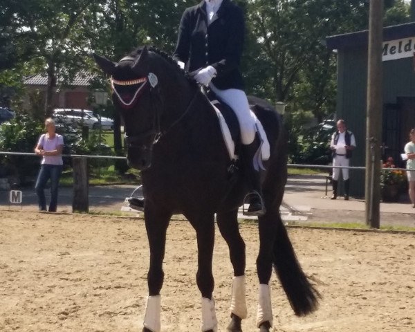 dressage horse San Sebastian 17 (Westphalian, 2007, from Samarant)