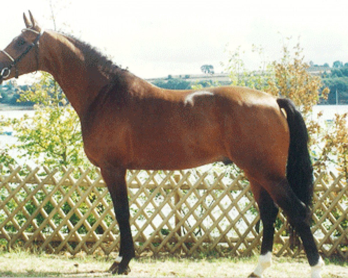 Deckhengst Elf d'Or (Selle Français, 1992, von Qredo de Paulstra)
