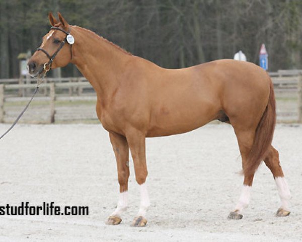 horse Patouche de Saint-Aubert (Belgium Sporthorse, 1999, from Elf d'Or)