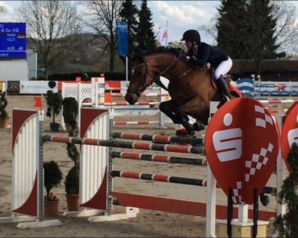 jumper Countesa (Holsteiner, 2003, from Clearway)