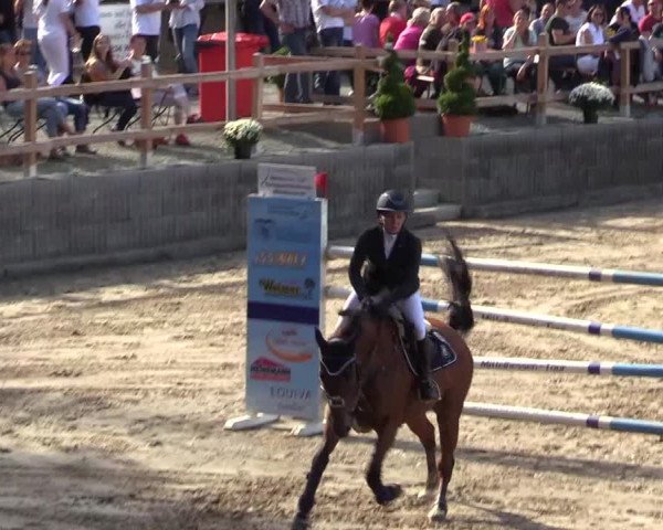 Reitturnier Siegen 2019