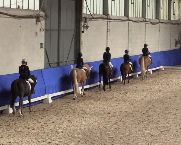Reitturnier Pforzheim 2019