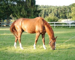 jumper Quendor (German Sport Horse, 2005, from Quinn Step)