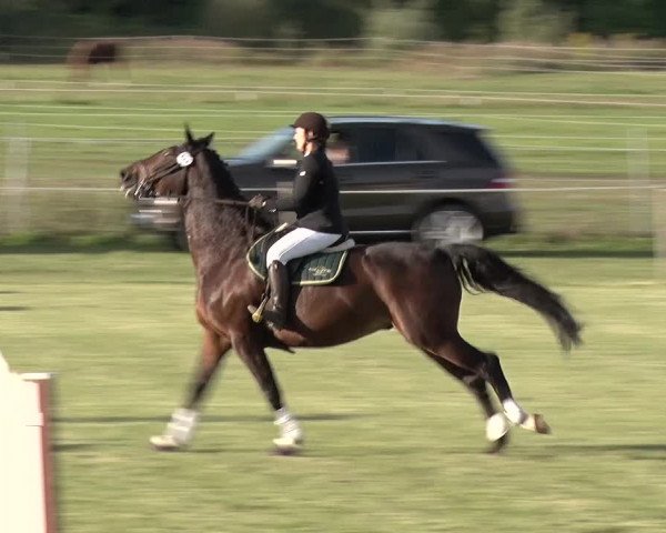 Reitturnier Jüterbog / Werder 2019