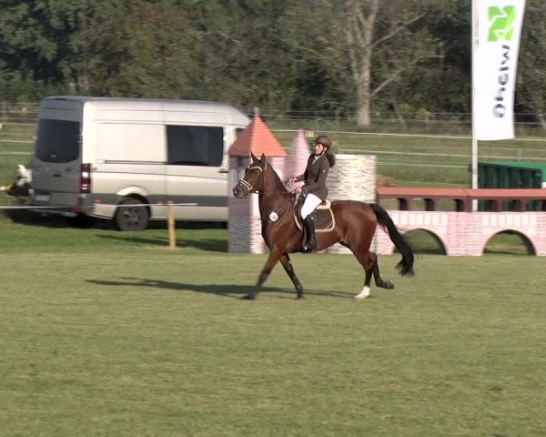 Reitturnier Jüterbog / Werder 2019
