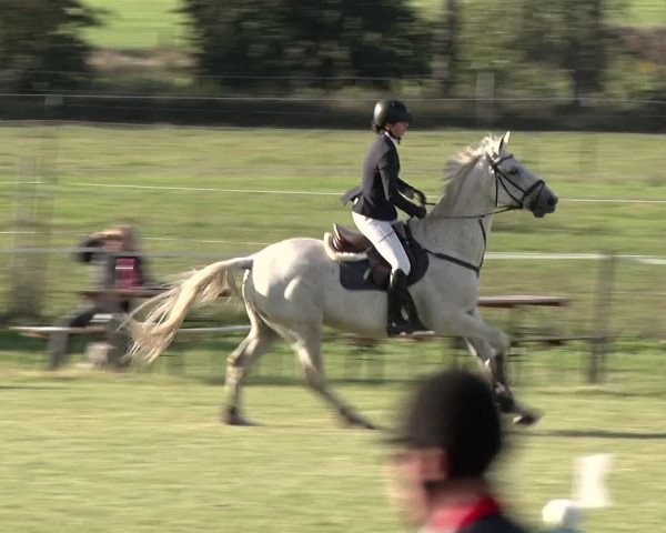 Reitturnier Jüterbog / Werder 2019