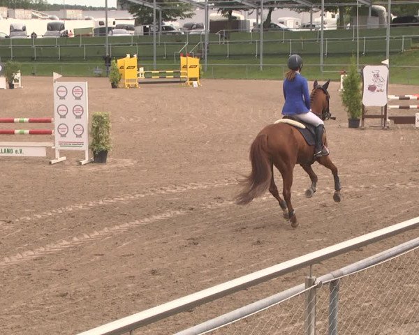 Reitturnier Pforzheim 2019