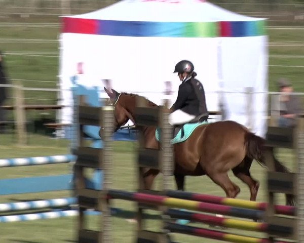 Reitturnier Jüterbog / Werder 2019