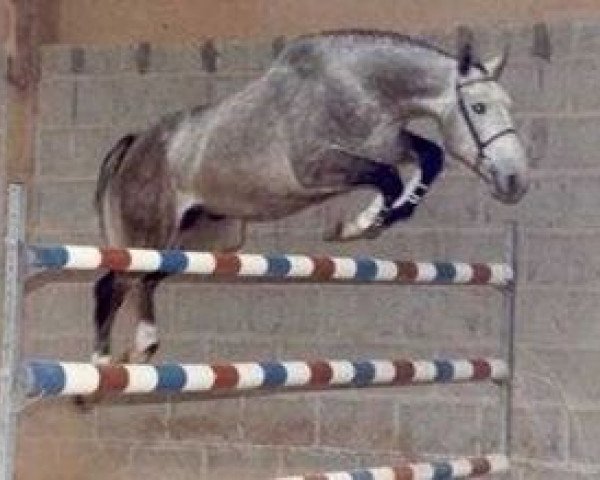 stallion Onyx IV (Selle Français, 1980, from Jalisco B)