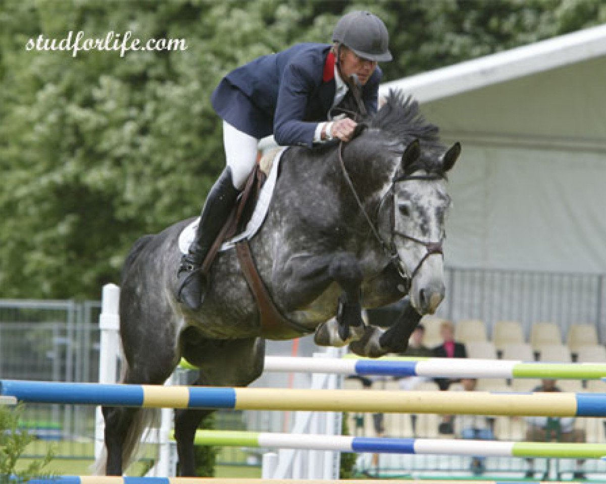 stallion Joly Fly des Forets (Selle Français, 1997, from Echo des Forets II)