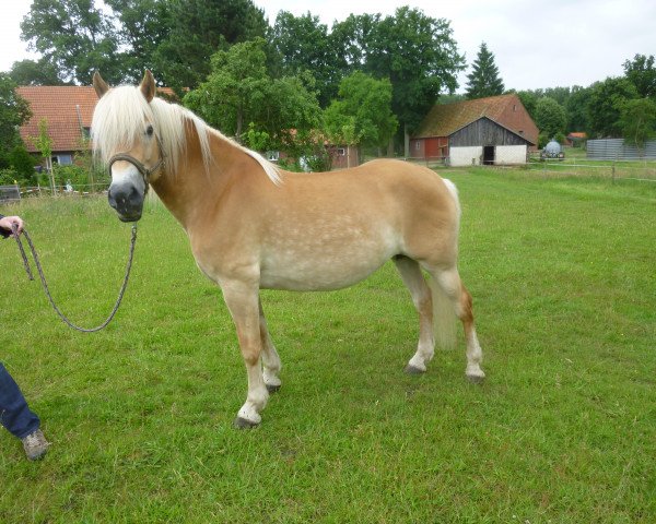 broodmare Wild Lady (Haflinger, 2009, from Wunderknabe)