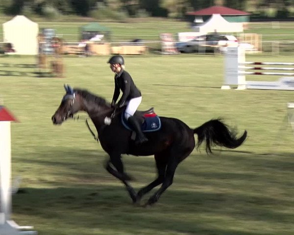 Reitturnier Jüterbog / Werder 2019