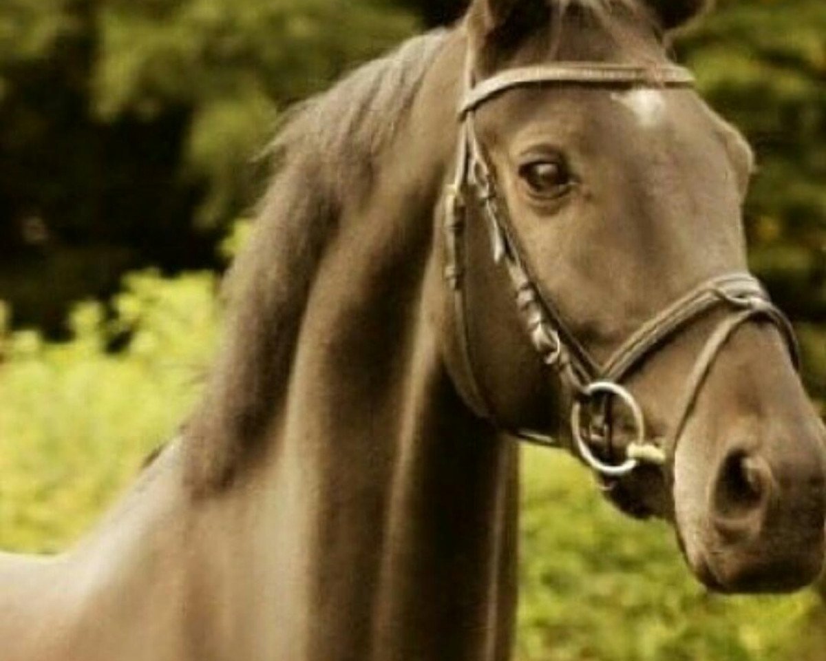 jumper Avalon's DJ (Hanoverian, 2001, from Acobat II)