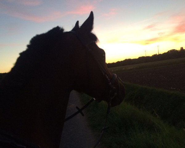horse Schwalbentanz (Trakehner, 2010, from Songline)