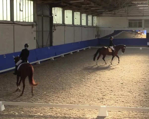 Reitturnier Pforzheim 2019