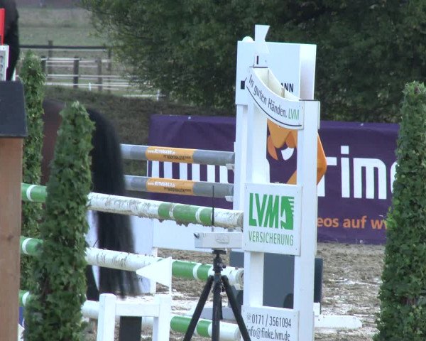 Reitturnier Lüdinghausen-Westrup 2019