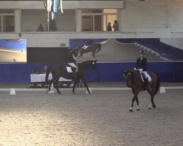 Reitturnier Pforzheim 2019