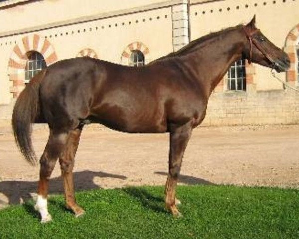 stallion Baloo du Camp (Selle Français, 1989, from Lou Piguet xx)