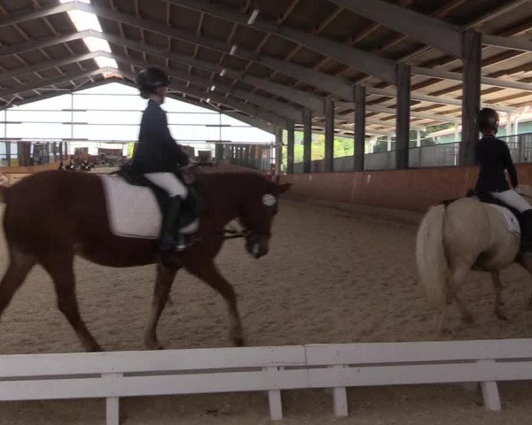 Reitturnier Hof Bettenrode 2019
