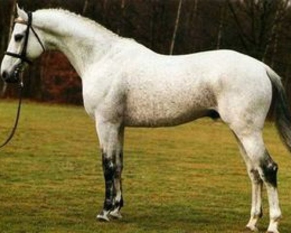 stallion Ksarset xx (Thoroughbred, 1970, from Setubal xx) stallion Ksarset xx (Thoroughbred, 1970, from Setubal xx)