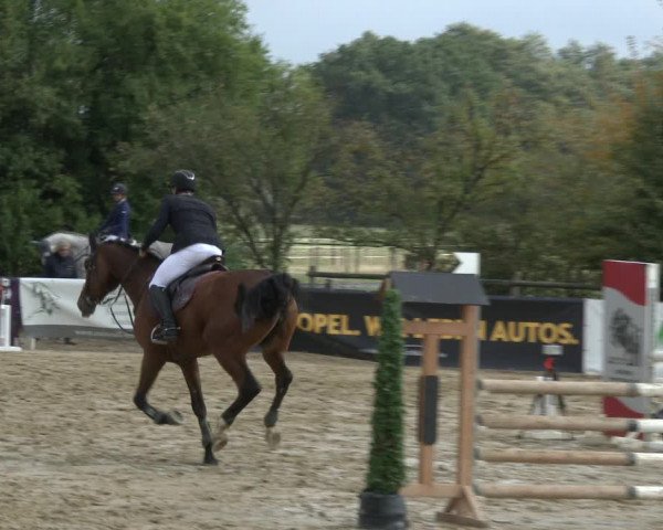 Reitturnier Lüdinghausen-Westrup 2019