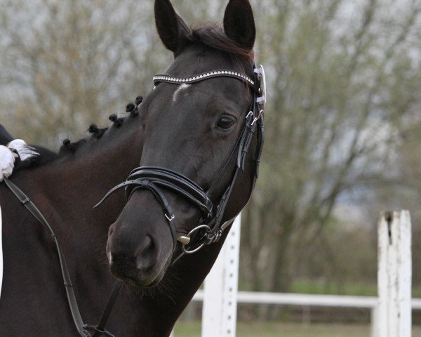 jumper Nicolette 19 (Hanoverian, 2001, from Natiello xx)