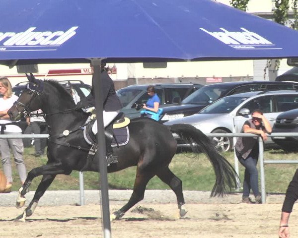 Reitturnier Pforzheim 2019