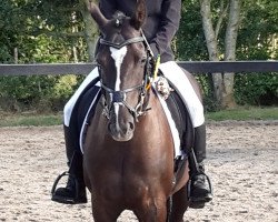 dressage horse Kanto 4 (German Riding Pony, 2007, from Kaiserstolz)