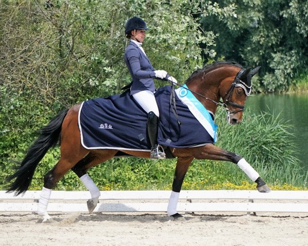 dressage horse Chilly Jam DSP (Bavarian, 2010, from Blue Hors Romanov)