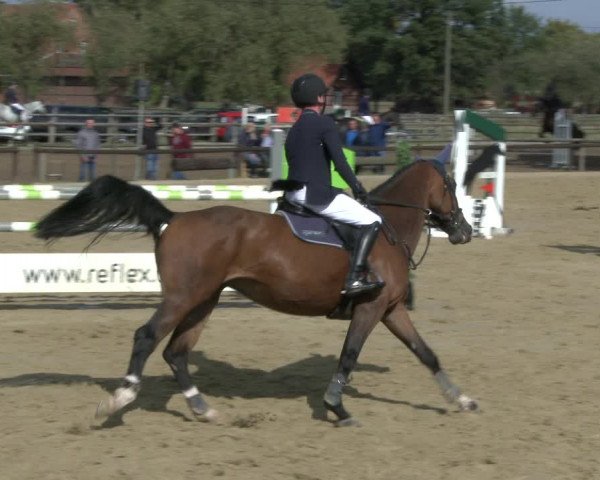 Reitturnier Lüdinghausen-Westrup 2019
