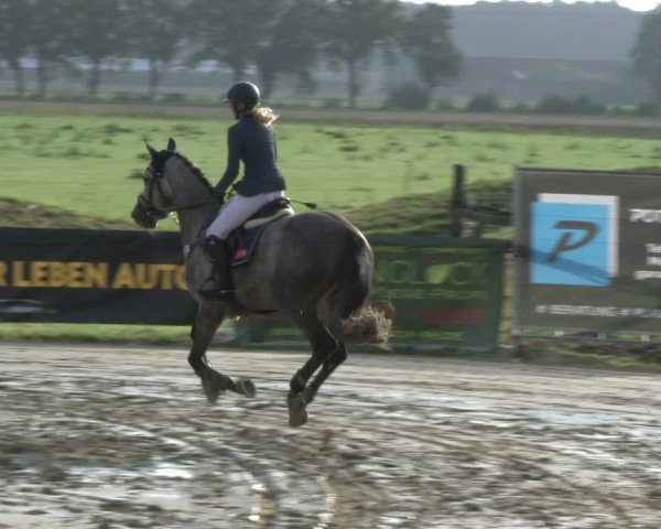 Reitturnier Lüdinghausen-Westrup 2019