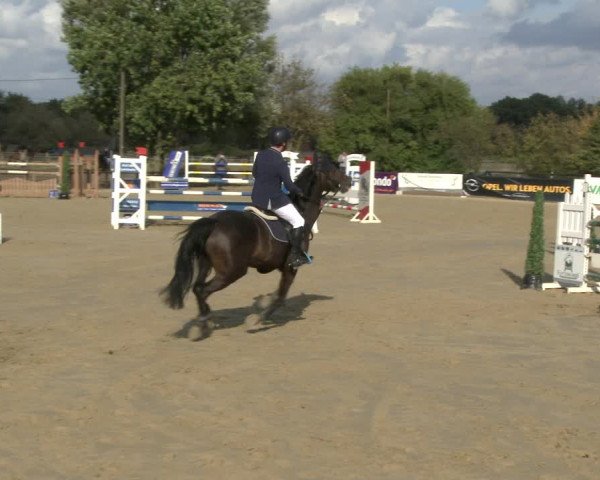 Reitturnier Lüdinghausen-Westrup 2019