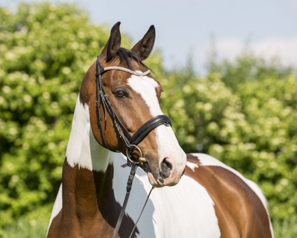 Springpferd It's Easy 12 (Westfale, 2007, von Ilan)